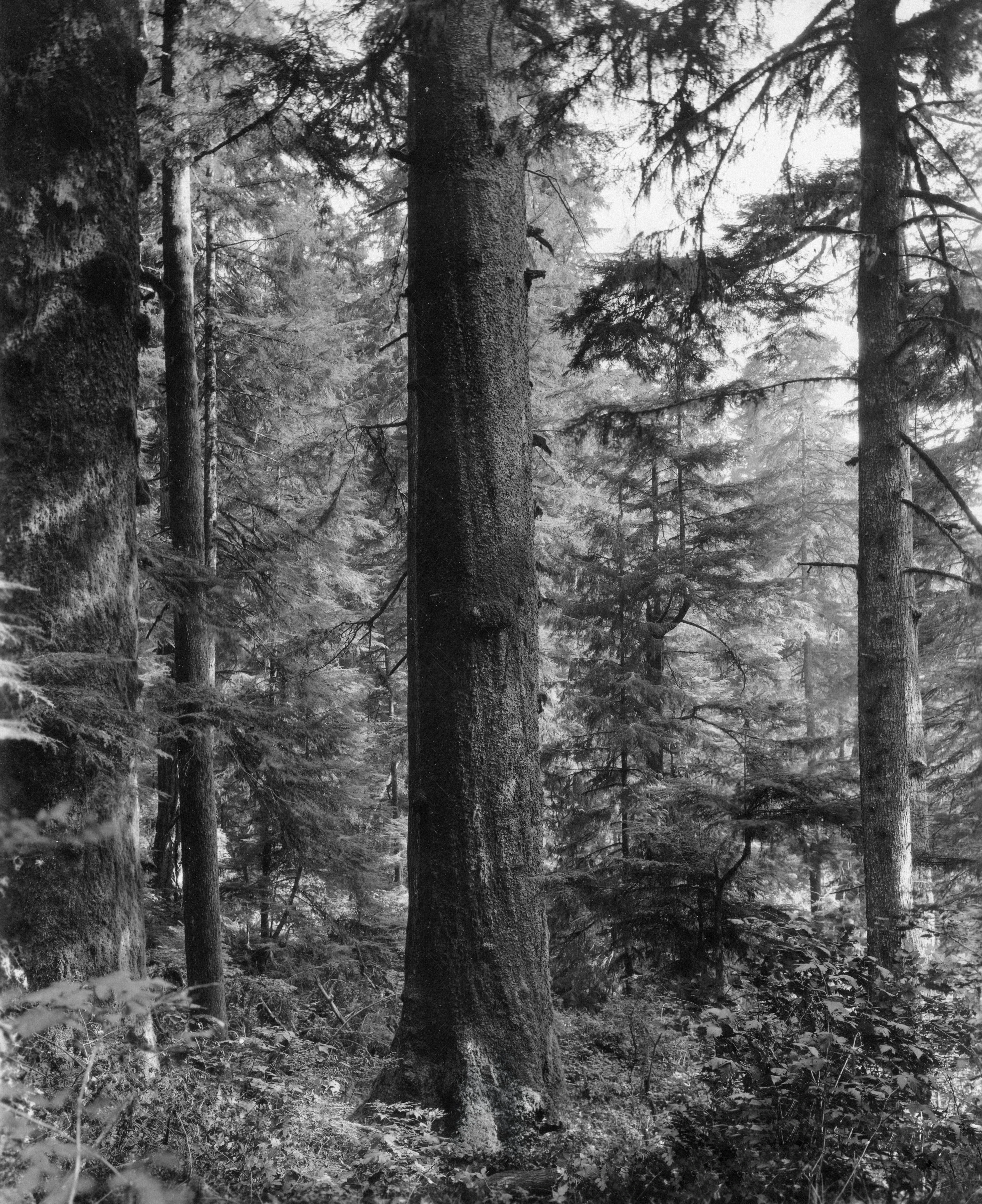 L'élégance des bois <br>— millénaires